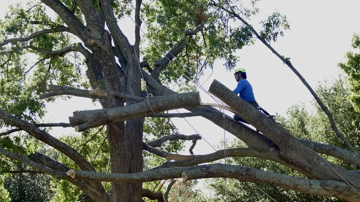 Professional Crown Thinning performed by certified arborists in Gladys