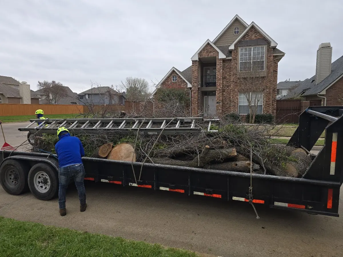 Expert Tree Pest Control with proper safety equipment in Gladys